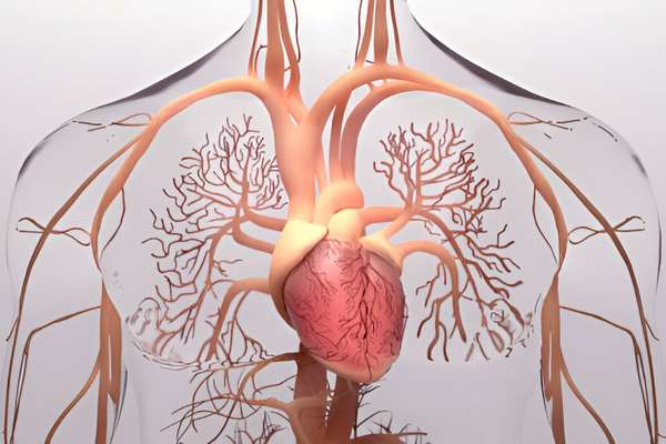 How Stress Affects the Cardiovascular System